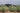 Agave field